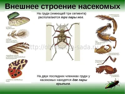 Виды домашних вредителей-насекомых | Способы борьбы с насекомыми