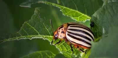 Грозит ли нам появление продуктов из насекомых: мнение экспертов -  Российская газета