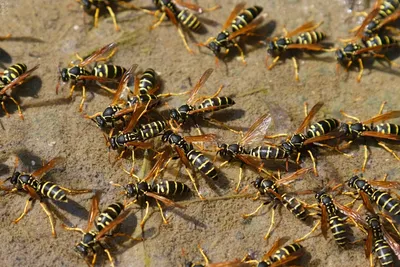 Коллапс популяции насекомых: новые данные связывают его с плотинами -  Международный научный совет