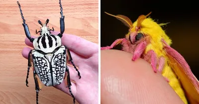 15 насекомых с яркой и экзотической внешностью (16 фото) » Невседома