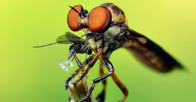 Энциклопедия Большая книга о насекомых 1001фотография купить по цене 1729 ₽  в интернет-магазине Детский мир