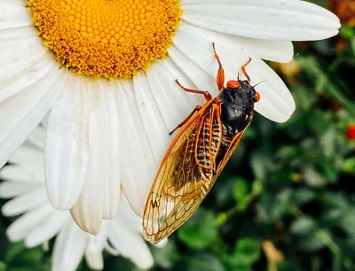 17 диковинных насекомых, создавая которых природа переплюнула саму