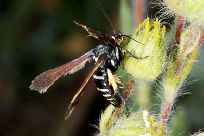 Уховертка – одно из самых заботливых насекомых на планете