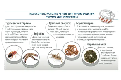 Энтомолог объяснил нашествие странных насекомых в Москве – Москва 24,  11.05.2023
