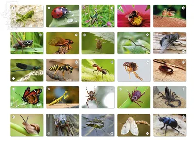 Краткая история насекомых: Шестиногие хозяева планеты / Траектория / Книги  / Альпина нон-фикшн