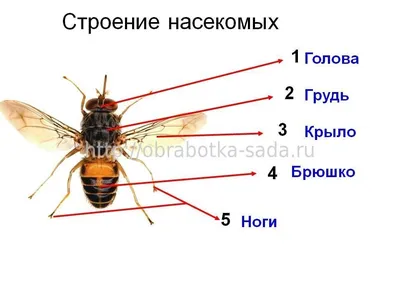 Биологи нашли насекомых, которые научились использовать инструменты для  охоты - Газета.Ru | Новости