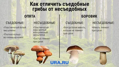 Виды съедобных грибов – как отличить от несъедобных, названия и фото |  Поход лайфхак | Дзен