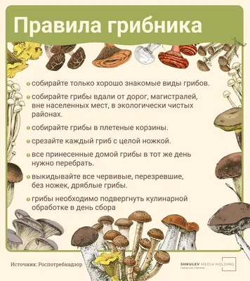 Польза и вред грибов для организма человека: какие грибы как правильно  готовить для еды - 14 августа 2021 - ФОНТАНКА.ру