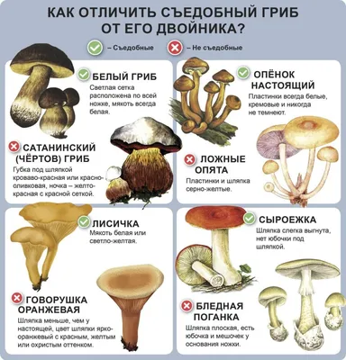 Польза и вред грибов для организма: каким отдать предпочтение - 23 августа  2023 - 45.ру