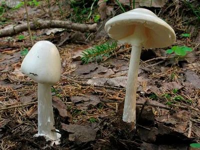 Как правильно называть на украинском языке наиболее распространенные виды  грибов