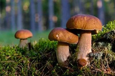 грибы и виды грибов, виды грибов картинки, гриб, еда фон картинки и Фото  для бесплатной загрузки