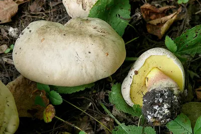 Эксперт КФУ: «При низких, но положительных температурах одни виды грибов  уступают другим» | Медиа портал - Казанский (Приволжский) Федеральный  Университет