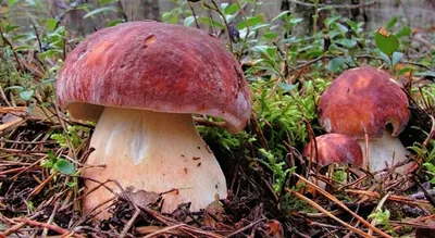 В девственных лесах Коми нашли новые виды грибов | Русское географическое  общество