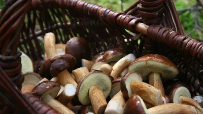 Читатели «Марийской правды» определили название грибов, которые уродились  нынче в Марий Эл