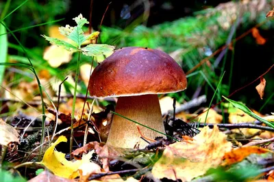 Самые распространенные грибы | ВКонтакте