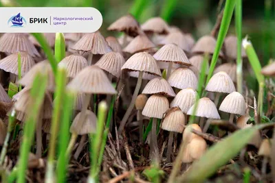 В Югре микологи ежегодно открывают новые виды грибов | ОБЩЕСТВО | АиФ Югра