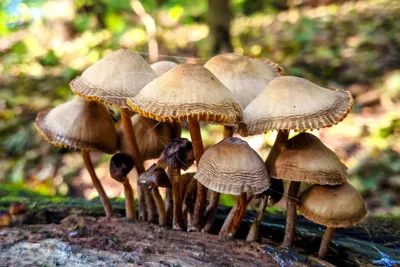 много разных грибов стоящих рядом друг с другом, виды грибов картинки, гриб,  еда фон картинки и Фото для бесплатной загрузки
