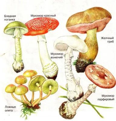Грибы съедобные и ядовитые. Описания и виды грибов с фото. | Грибы, Рисунки  грибов, Растения