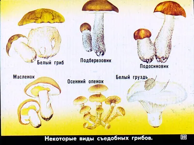 Смотреть диафильм Грибы