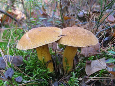 Ядовитые грибы | Калитинское сельское поселение