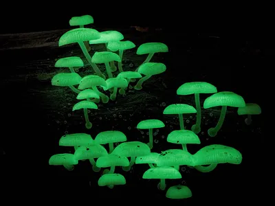 В пойме под Волгоградом нашли редкие виды грибов • СоцИнформБюро