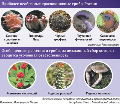 Самые распространенные грибы | ВКонтакте