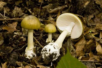 В заповеднике Ленобласти обнаружили редкие виды грибов