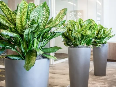 5 видов комнатных растений, которые легче всего выращивать :: myPlants