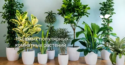 Подкормка комнатных растений в домашних условиях - Agro-Market24