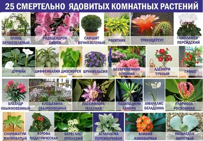 10 самых популярных комнатных растений. Названия распространённых растений  с фото — Ботаничка