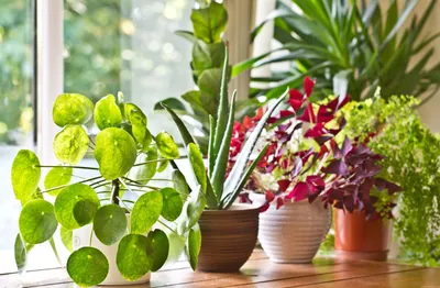 Каталог комнатных цветов, выращиваемых в домашних условиях, особенности  ухода и фотогалерея растений