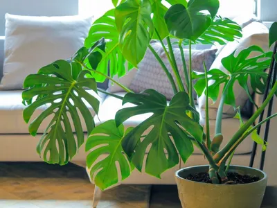 Комнатные растения очищают воздух, улучшают его качество и удаляют опасные  для здоровья вещества – Учительская газета