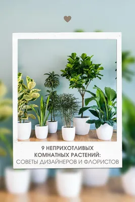 Комнатные растения для школы - Интернет магазин комнатных растений Pilea,  Москва, Россия