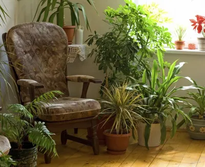 10 популярных комнатных растений: правила ухода 10 популярных комнатных  растений: правила ухода | Вопрос-Ответ | Аргументы и Факты