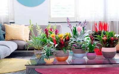 10 самых красивых комнатных растений для дома