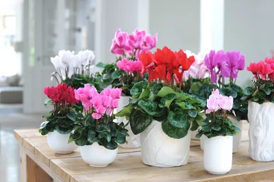 7 домашних растений, которые цветут зимой — Roomble.com