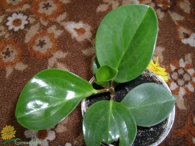 Помогите узнать название растения - Комнатные растения, фото и названия -  GreenInfo.ru