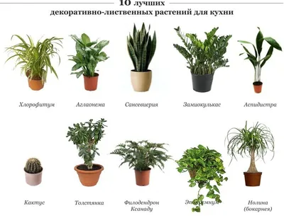 Растения для дома. Виды комнатных растений с фото и названием