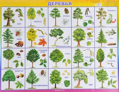 фото листьев деревьев и их названия: 13 тыс изображений найдено в  Яндекс.Картинках | Дошкольник, Для детей, Наука в детском саду