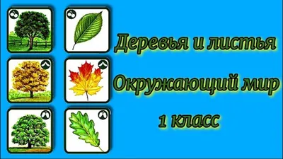 Деревья и листья Окружающий мир 1 класс - YouTube