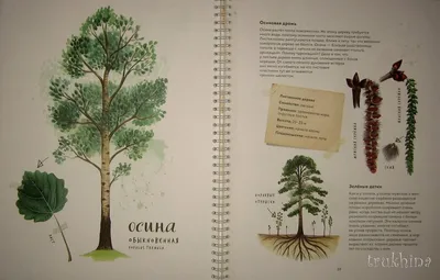 Иллюстрация 96 из 126 для Мой гербарий. Листья деревьев - Анна Васильева |  Лабиринт - книги. Источник: Трухина
