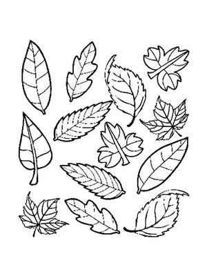 Раскраски Раскраска Листья с различных деревьев Контуры листьев, Download  print coloring page.