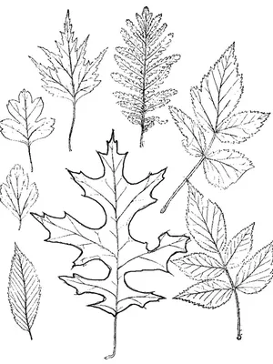 Цветы и декоративные растения с красными листьями – фото, названия, уход |  Дизайн участка (Огород.ru)