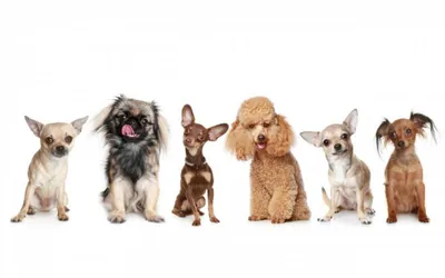 Топ 20 маленьких пород собак: название и фото. | Домашние животные - самое  важное | Дзен