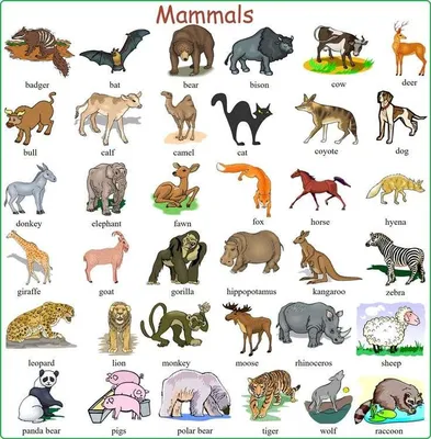 Названия животных на французском... - Marial Associates | Facebook