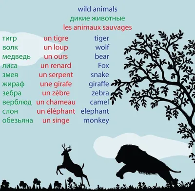 Названия животных на чеченском языке