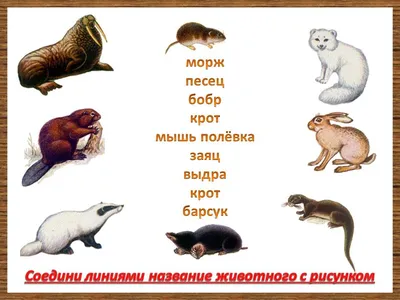 Карточки Домана Дикие животные на английском языке