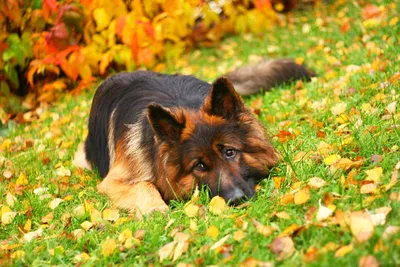 Скачать обои трава, листья, осень, собака, лежит разрешение 1920x1280 #47632