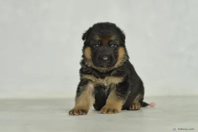 Щенок немецкой овчарки | Cute animals puppies, Beautiful dogs, Shepherd  puppies