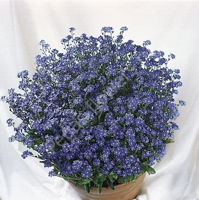 Незабудка разноцветная (Myosotis discolor) - PictureThis